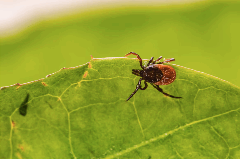 lyme disease